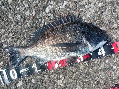 クロダイの釣果