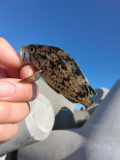 クロソイの釣果