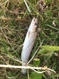 アメマスの釣果