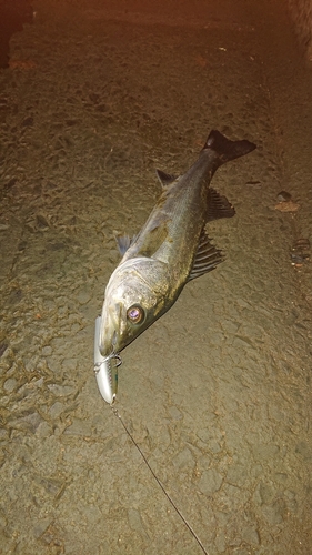 フッコ（マルスズキ）の釣果