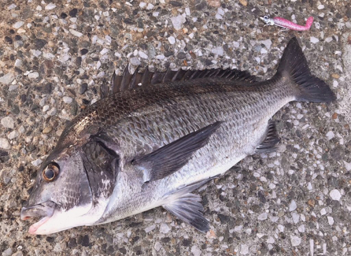 クロダイの釣果