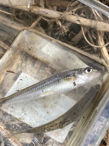 カワムツの釣果