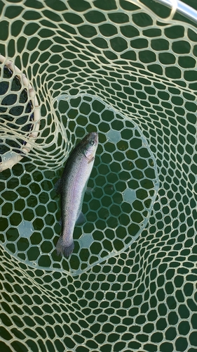 ニジマスの釣果