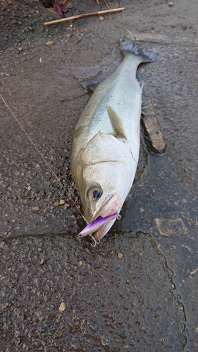 フッコ（マルスズキ）の釣果