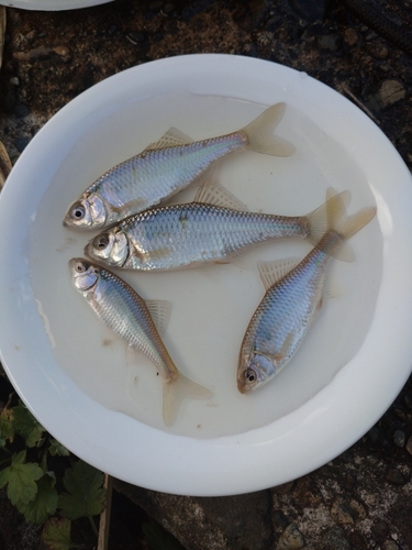 タナゴの釣果