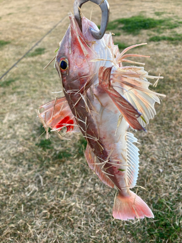 カナガシラの釣果