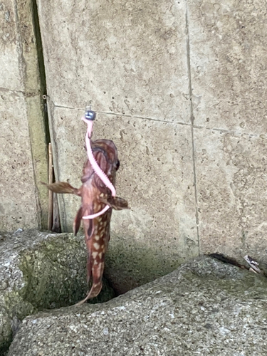 タケノコメバルの釣果