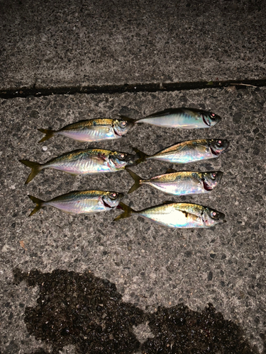 アジの釣果