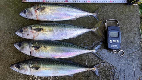 サバの釣果