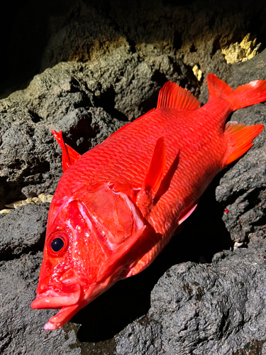 トガリエビスの釣果