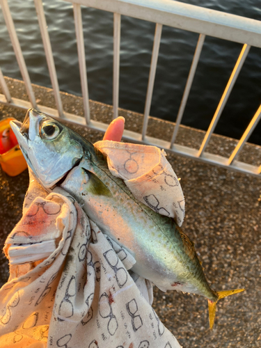 サバの釣果