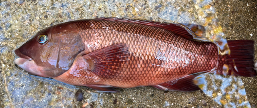 コブダイの釣果