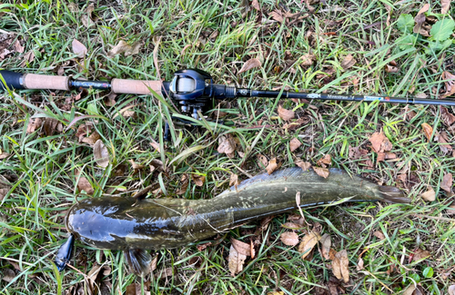 ナマズの釣果