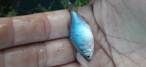 タイリクバラタナゴの釣果