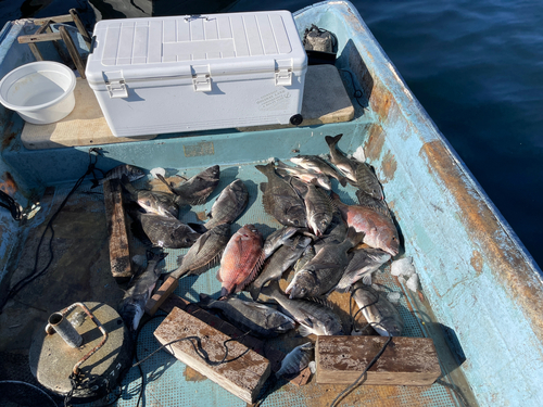 クロダイの釣果