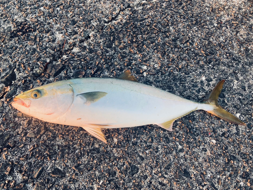 ハマチの釣果