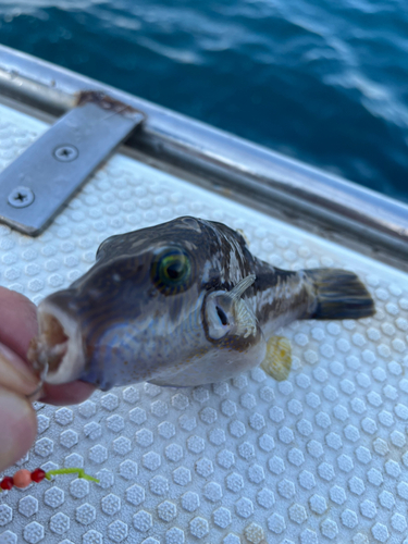 キタマクラの釣果