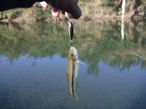 カワムツの釣果