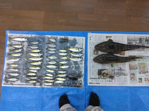 マゴチの釣果