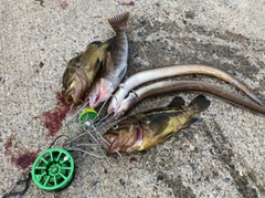 アイナメの釣果