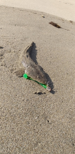 マゴチの釣果