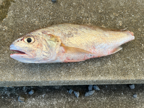 イシモチの釣果