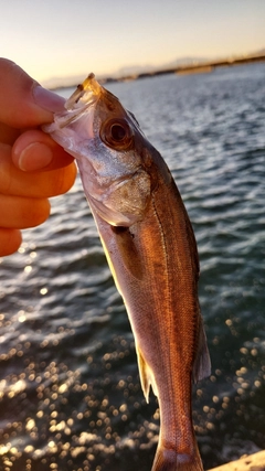 セイゴ（マルスズキ）の釣果