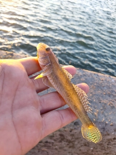 マハゼの釣果