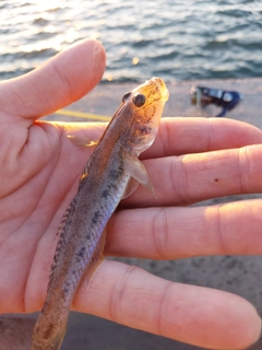 マハゼの釣果