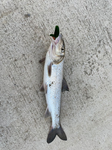 ニゴイの釣果