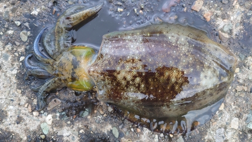 イカの釣果