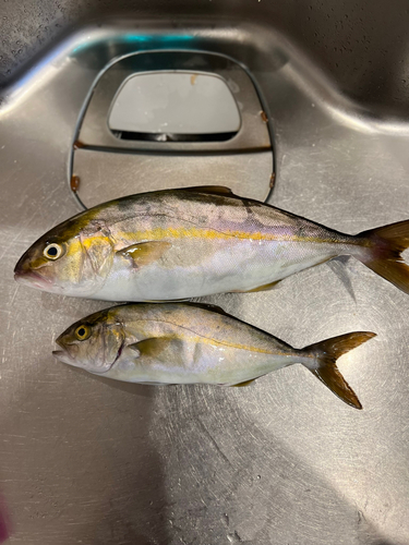 ショゴの釣果