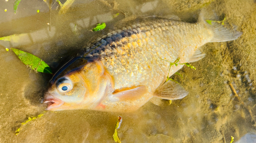 フナの釣果