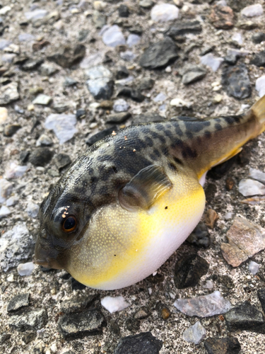 フグの釣果