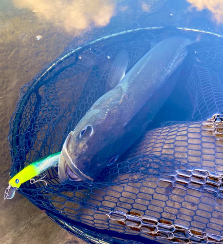 スズキの釣果