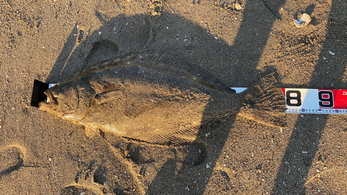 ヒラメの釣果