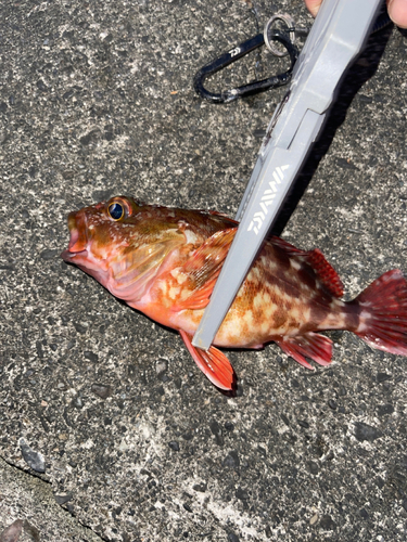 カサゴの釣果