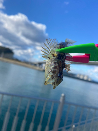 アサヒアナハゼの釣果