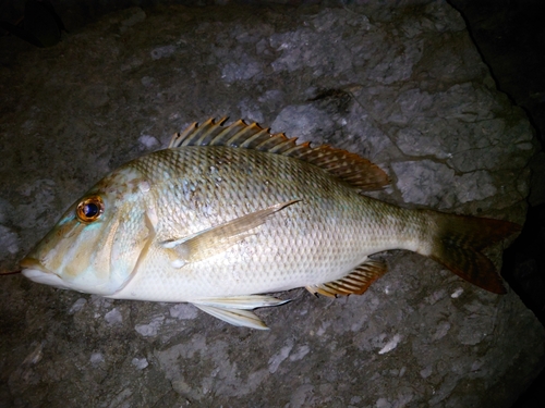 タマンの釣果