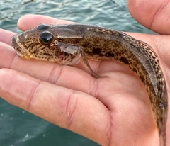 ハゼの釣果