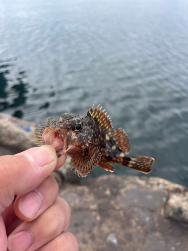 ガシラの釣果