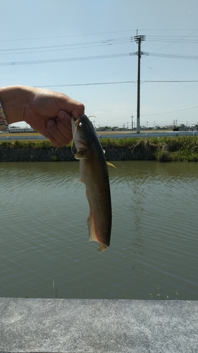 ナマズの釣果