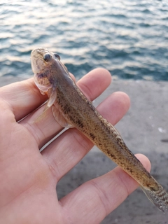 マハゼの釣果