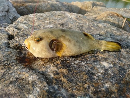 フグの釣果