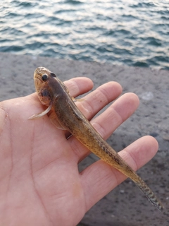 マハゼの釣果