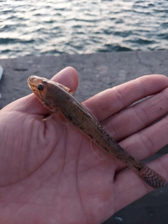 マハゼの釣果