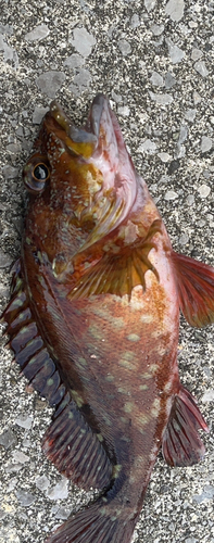 カサゴの釣果