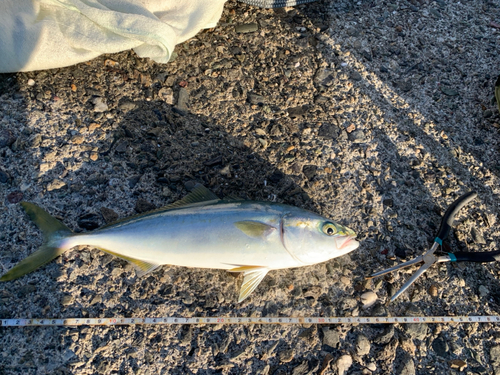 ワカシの釣果