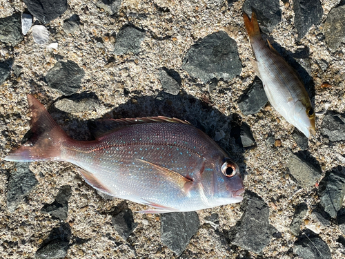 チャリコの釣果