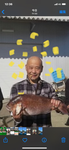 マダイの釣果